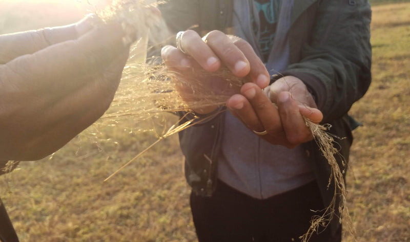 Red Ginger Spices Segegna Teff